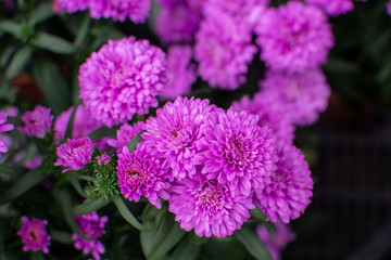 Dark pink aster flowers bunch