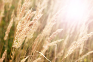 Obraz premium Ears in the autumn field at sunset
