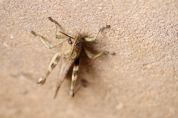 Gray Locust  on a cement floor