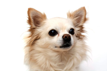 Obraz premium a portrait of a Chihuahua dog looking sadly at us with white background