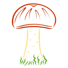 wild mushroom with a brown cap, edible