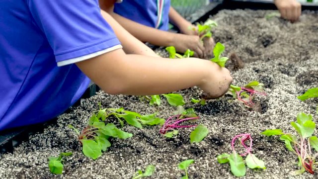 Kids in Outdoor Planting and Farming Learning Outdoor Activities