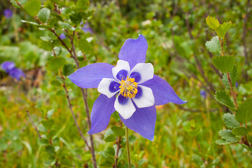 Beautiful alpine flower catchment close up, latin name aquilegia