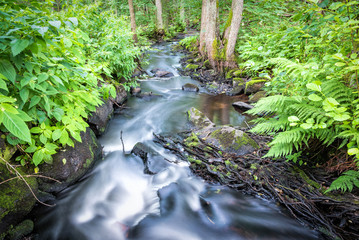 Small Swedish brook in forest