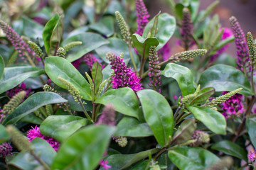 Pink hebe hiding in green leafs