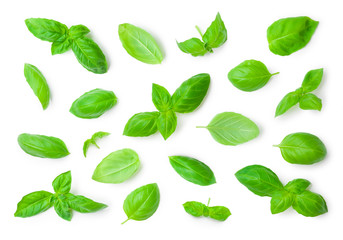 Different fresh green basil herb leaves isolated on white background