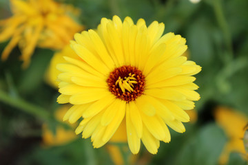 Shiny yellow blooming flower