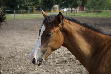 Obraz premium Horses and farm images in Hungary, Europe