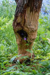 Tree by a river cut down by beavers