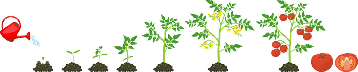 Life cycle of tomato plant. Growth stages from seed to flowering and fruiting plant with ripe red tomatoes isolated on white background