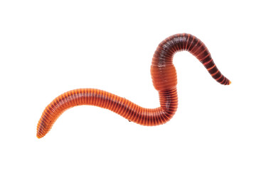 Macro shot of red worm Dendrobena, earthworm live bait for fishing isolated on white background. - obrazy, fototapety, plakaty