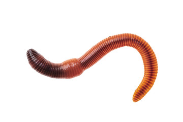 Macro shot of red worm Dendrobena, earthworm live bait for fishing isolated on white background.