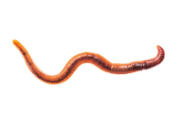 Macro shot of red worm Dendrobena, earthworm live bait for fishing isolated on white background.