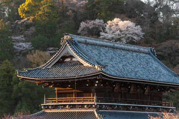木造の寺と山の斜面に咲く桜