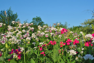 Securigera varia (Coronilla varia),  purple crown vetch and pink sweet pea blooming flowers on sunny spring glade, blue bright sky background