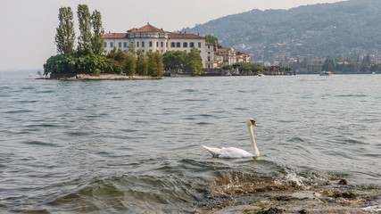Beautiful white swan on the water of Lake Maggiore with Isola Bella in the background, Stresa, Italy