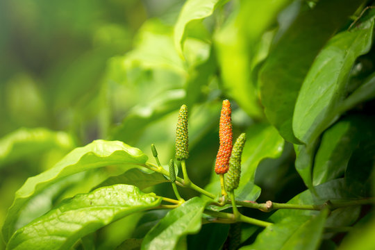 Close up red piper longum on blurred green leaves background 
