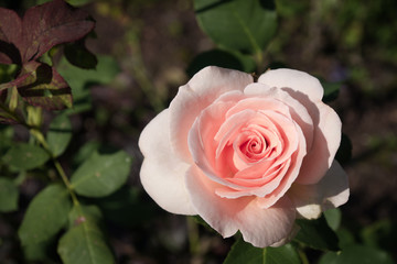 Pink Rose