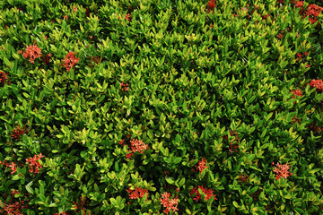 Green Leaf wall texture and background.