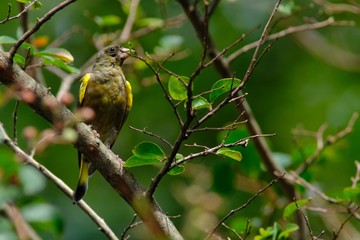 oriental green finch on branch