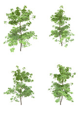 Obraz premium Japanese maple tree spring season on a white background with clipping path.Realistic 3D rendering....