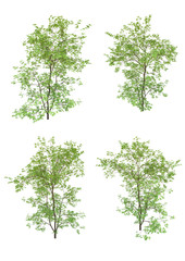 Japanese maple tree spring season on a white background with clipping path.Realistic 3D rendering....