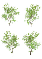 Obraz premium Japanese maple tree spring season on a white background with clipping path.Realistic 3D rendering....