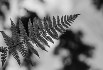 Leaf of fern, black and white, close up
