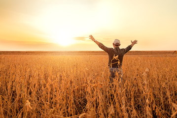 Rear view of senior farmer standing with his outstretched in soybean field examining crop at sunset.