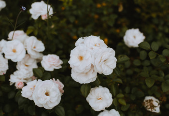 White creamy roses blooming in summer
