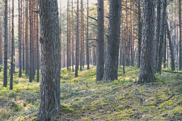 Evening in a pine forest in summer