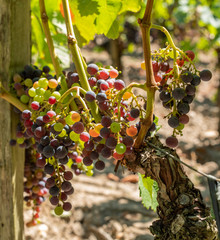 Raisin du Médoc, près de Bordeaux (France)	