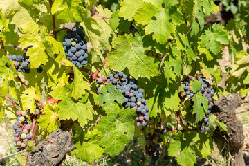 Raisin du Médoc, près de Bordeaux (France)	