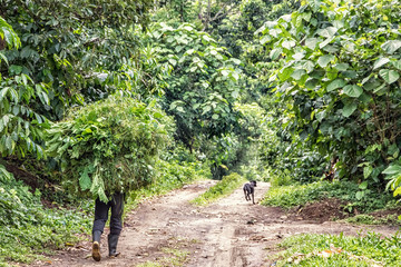 Finca with mixed cultivation, Guatemala