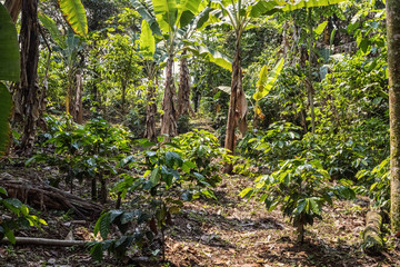 Finca with mixed cultivation, Guatemala