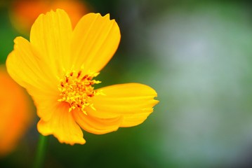 yellow flower