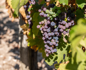 Raisin du Médoc, près de Bordeaux (France)	