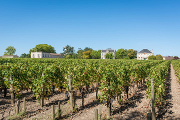 MEDOC (Gironde, France), vignoble de Margaux