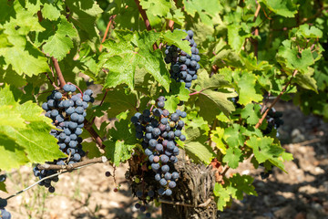 Raisin du Médoc, près de Bordeaux (France)	