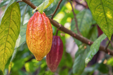 Cacao fruit, Theobroma cacao, Guatemala