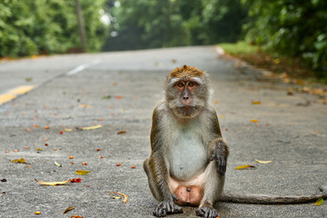 monkey in the middle of the road alone, in the tropical jungle, perfect portrait