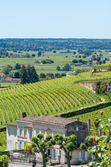 SAINT-EMILION (Gironde, France), vignes autour du village