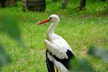 A close-up photo of a the white stork (Ciconia ciconia) standing on green summer meadow. Stork observed from behind the bushes - birdwatching concept