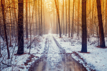 Road in a winter pine forest during the thaw. Winter nature