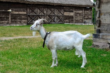 White domestic male goat (Capra aegagrus hircus) tied on a chain. Goat standing in a rural yard, on a farm. In the background wooden rural buildings.