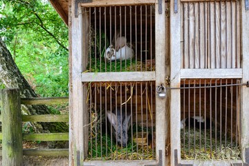 European rabbits (Oryctolagus cuniculus) in the locked wooden cages
