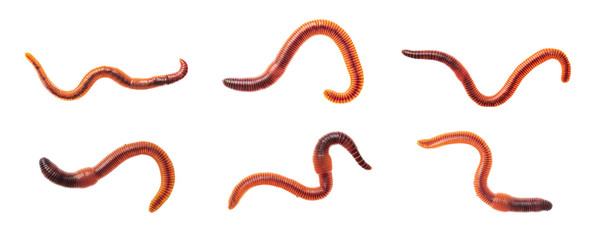 Macro shots of red worm Dendrobena, earthworm live bait for fishing isolated on white background. - obrazy, fototapety, plakaty