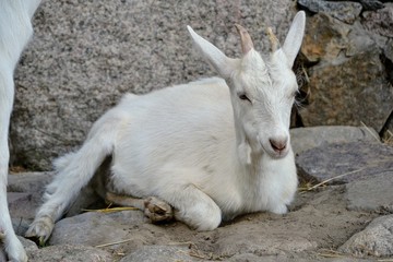 A cute little goat on a farm. Young white domestic goat (Capra aegagrus hircus) lies on stones in a rural yard