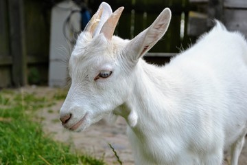 Obraz premium Portrait of a cute little goat on a farm. Young white domestic goat in a rural yard (Capra aegagrus hircus)