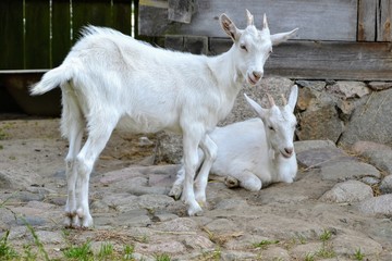 A cute little goats on a farm. Pair of young white domestic goats (Capra aegagrus hircus) in a rural yard